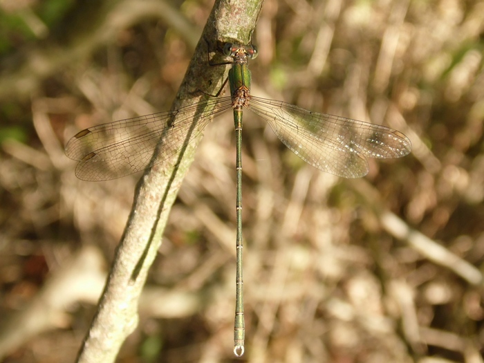 Libellule del Parco del Ticino